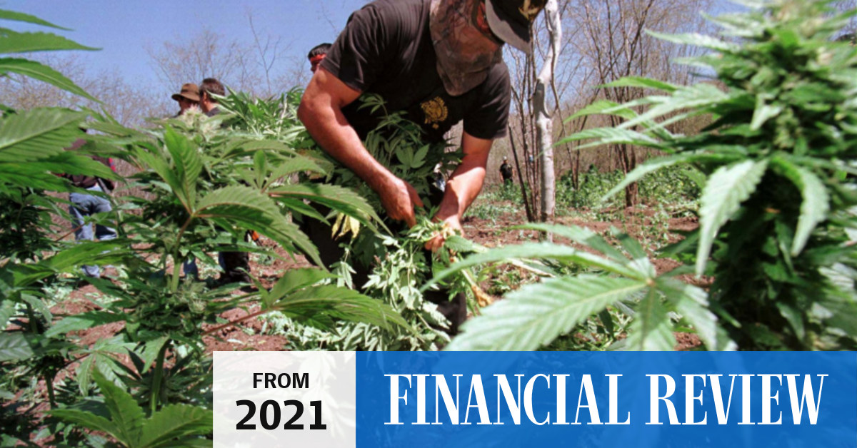 Creso Pharma high on EverBlu Capital